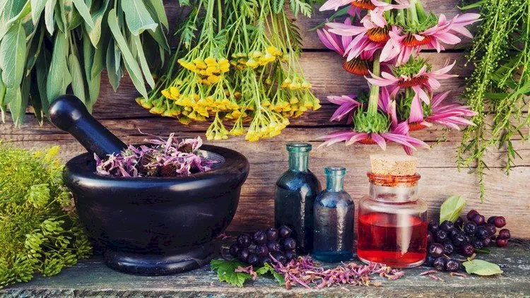 Introduction to Herbalism